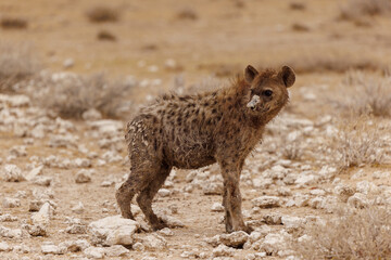 spotted hyena in the savannah