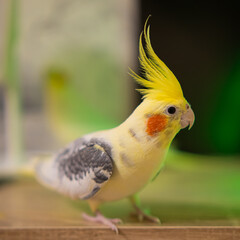 Yellow cockatiel parrot.Cute cockatiel.Home pet parrot.The best cockatiel.Beautiful photo of a bird.Ornithology.Funny parrot.Cockatiel parrot.
Home pet yellow bird.Beautiful feathers.Love for animals