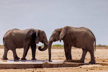 Wild African Elephants at waterhole