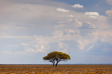 Beautiful tree in the savannah, Namibia, Africa