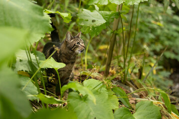 Katze im Blätterurwald