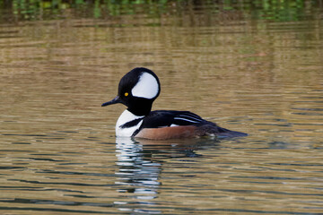 A Hooded Merganser (male) displaying its flamboyant crest on a grey winter morning.  This fish-eating duck is striking in appearance and both sexes have a beautiful crest (hood).