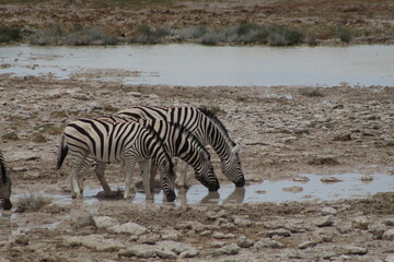 Fototapeta na wymiar Zebras at a watering hole in Etosha National Park, Namibia.