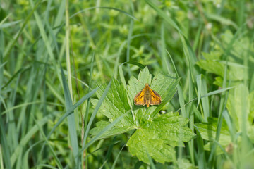 Large Skipper butterfly (Ochlodes sylvanus) perched on a green leaf in Zurich, Switzerland