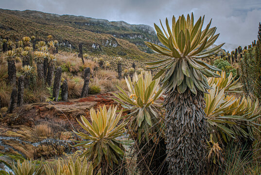 Frailejon landscape in the colombian paramo or moorland, hotsprings in Murillo, Tolima, Colombia near Nevado del Ruiz. Mountains, water and espeletias