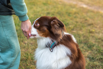 A young red, white and brown Australian Shepherd (aussie) receives a treat for a completed command at his owner. Good boy. Dog training  and smart dog concept. Close-up, portrait. Lifestyle.