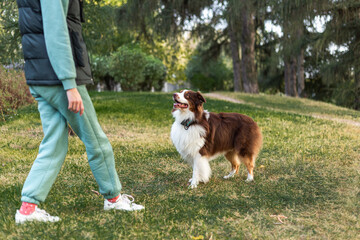 Naklejka na ściany i meble A young red and brown Australian Shepherd looks attentively at his owner, waiting for a command or a reward. Happy beautiful shaggy dog in a beautiful park. Dog training concept. Close-up, Lifestyle