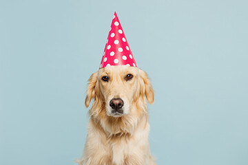 Adorable purebred golden retriever Labrador dog wearing pink cone hat look camera isolated on plain...