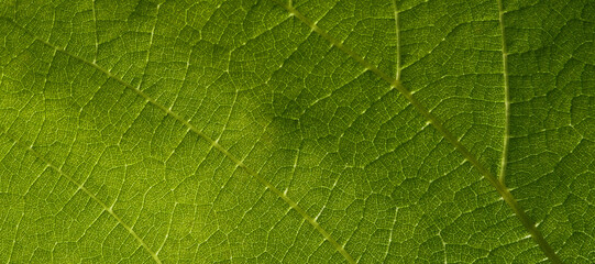 Panoramic background of natural texture of a green leaf of a plant.