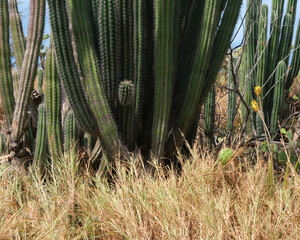 A natural scene from near the coast in Aruba. A nice background image with cactus, dried grasses, and dried glasses. Full scene with little sky