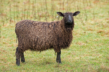 Masham Sheep Stare.