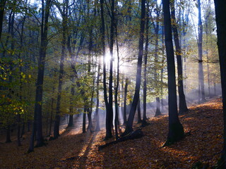 Mysterious foggy forest during autumn day
