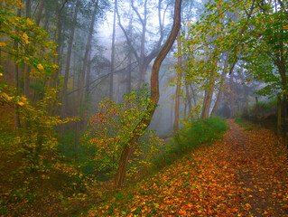 Mysterious foggy forest with forest path during autumn day