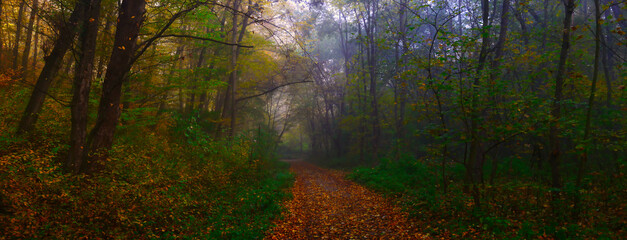 Mysterious foggy forest with forest path during autumn day