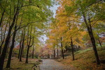 Fototapeta premium autumn in the park