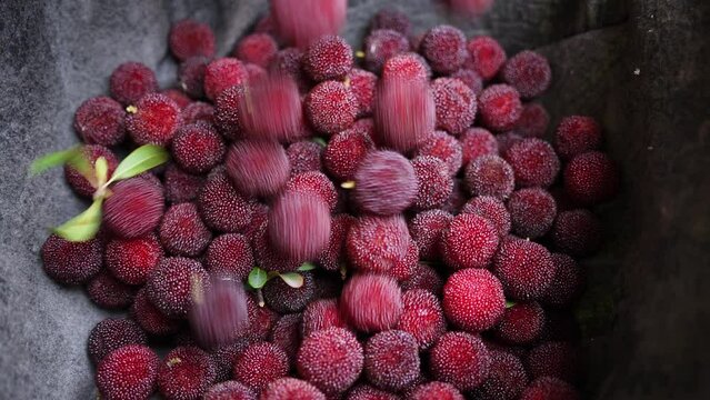 red bayberries