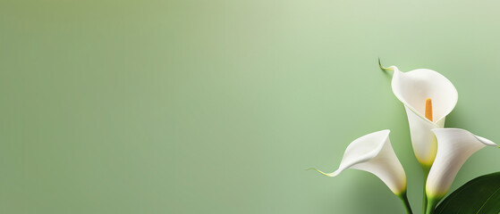 minimalistoc Calla Lily on green background, with empty copy space, studio banner