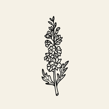 Line art delphinium or larkspur illustration