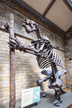 London, UK - May 19,2023: Megatherium (Megatherium americanum) with the posture it would supposedly have in life, exhibited in the Natural History Museum of London, England, United Kingdom