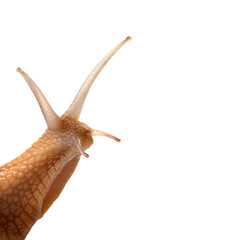 Snail isolated on white background