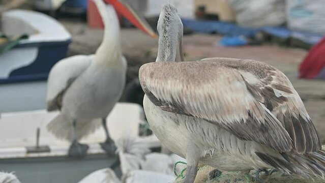 Fishing nets and pelican birds in the harbour. close up