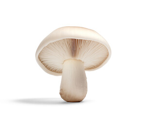 Fototapeta na wymiar Mushroom isolated on white background.