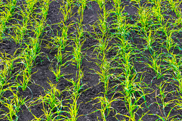 field with winter wheat shot close-up