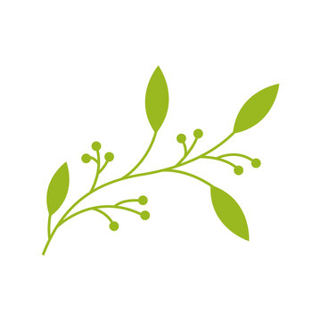 leaf olive oil logo design vector image