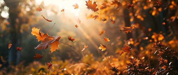 autumn, tree, leaves, fall,