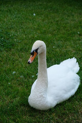 white swan on a grass	