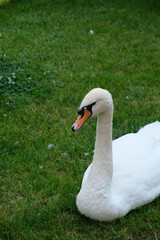 white swan on a grass