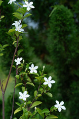 Coral swirl flower, White flower or Wrightia antidysenterica flower.