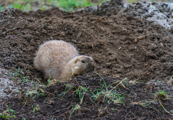 The black-tailed prairie dog (Cynomys ludovicianus), Theodore Roosevelt National Park