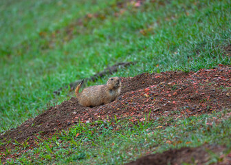 The black-tailed prairie dog (Cynomys ludovicianus), Theodore Roosevelt National Park