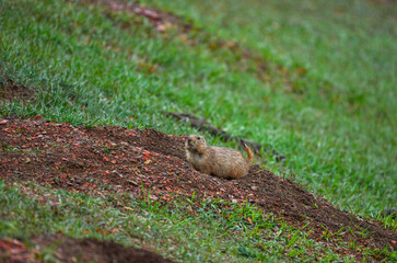 The black-tailed prairie dog (Cynomys ludovicianus), Theodore Roosevelt National Park