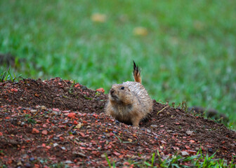 The black-tailed prairie dog (Cynomys ludovicianus), Theodore Roosevelt National Park