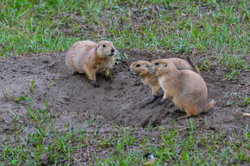 The black-tailed prairie dog (Cynomys ludovicianus), Theodore Roosevelt National Park