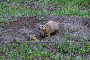 The black-tailed prairie dog (Cynomys ludovicianus), Theodore Roosevelt National Park