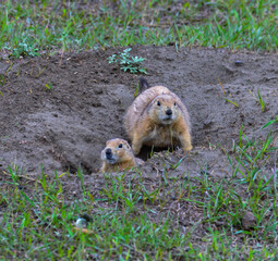 The black-tailed prairie dog (Cynomys ludovicianus), Theodore Roosevelt National Park