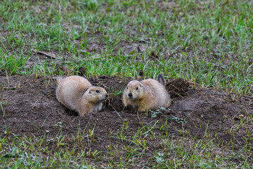 The black-tailed prairie dog (Cynomys ludovicianus), Theodore Roosevelt National Park