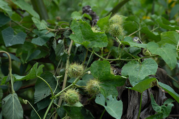 Stinking Passion Flower on the ground.