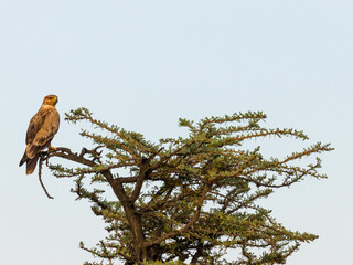 Tawny eagle (Aquila rapax) in evening light, Mara Naboisho Conservancy, Kenya.