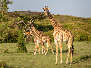 A tower of Masai giraffe (Giraffa tippelskirchi or Giraffa camelopardalis tippelskirchi), Mara Naboisho Conservancy, Kenya.
