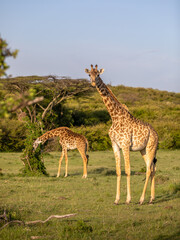 Naklejka na ściany i meble A tower of Masai giraffe (Giraffa tippelskirchi or Giraffa camelopardalis tippelskirchi), Mara Naboisho Conservancy, Kenya.