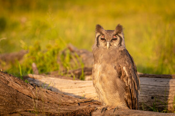 Verreaux's Eagle Owl, Bubo lacteus, also known as the milky eagle owl or giant eagle owl, is the...