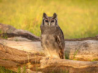 Verreaux's Eagle Owl, Bubo lacteus, also known as the milky eagle owl or giant eagle owl, is the largest owl in Africa, Mara Naboisho Conservancy, Kenya.