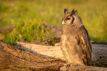 Verreaux's Eagle Owl, Bubo lacteus, also known as the milky eagle owl or giant eagle owl, is the largest owl in Africa, Mara Naboisho Conservancy, Kenya.