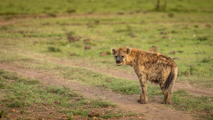 A spotted hyena (Crocuta crocuta) looking to the camera, Mara Naboisho Conservancy, Kenya.