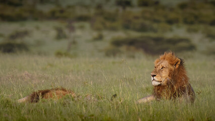Male lions ( Panthera Leo Leo) enjoying the evening, Mara Naboisho Conservancy, Kenya.