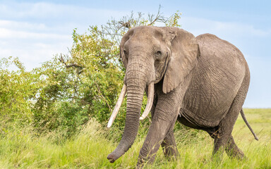 Elephant ( Loxodonta Africana) walking, Olare Motorogi Conservancy, Kenya.